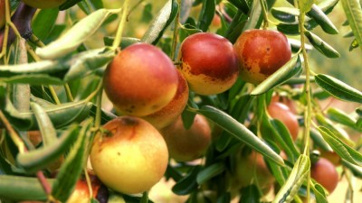 黃驊碳?xì)浜朔识瑮椈赜S收：增產(chǎn)三成零農(nóng)殘，綠色種植結(jié)出“放心果”